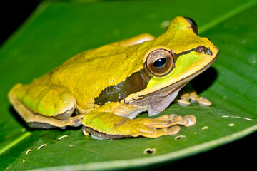 New Granada Cross-banded Tree Frog, Smilisca phaeota, Tropical Rainforest, Corcovado National Park, .Osa Conservation Area, Osa Peninsula, Costa Rica, Central America, America.
