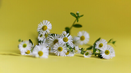 Bouquet of white chamomile flowers on a yellow background. Top view.Selective focus, floral background. A pattern of flower buds.