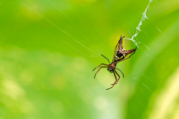 Tropical Spider, Micrathena sagittata, Tropical Rainforest, Marino Ballena National Park, Uvita de Osa, Puntarenas, Costa Rica, Central America, America
