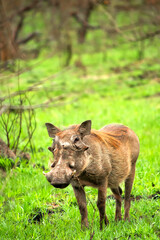 Warthog, Phacochoerus africanus, Kruger National Park, Mpumalanga, South Africa, Africa
