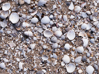 Seashell background. Background made of shells.