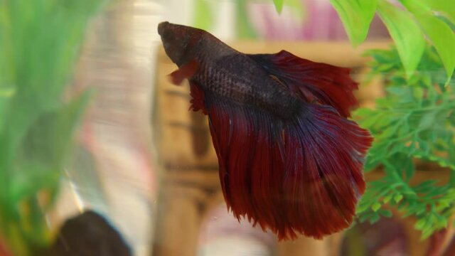 Fighting fish cockerel in the home aquarium. Red aquarium fish. The concept of house pets