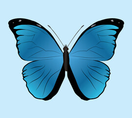 

Morpho menelaus butterfly or Menelaus blue morpho on a lightblue background. Dorsal view.