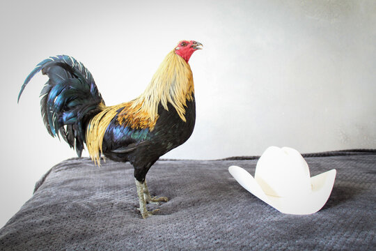 gallo sombrero