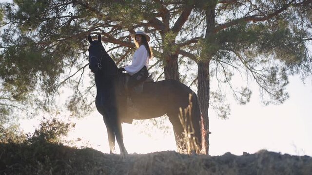 Confident gorgeous woman and horse posing in sunset sunshine on hill at tree. Beautiful Caucasian female equestrian and purebred mammal stallion looking at camera standing outdoors in sunlight