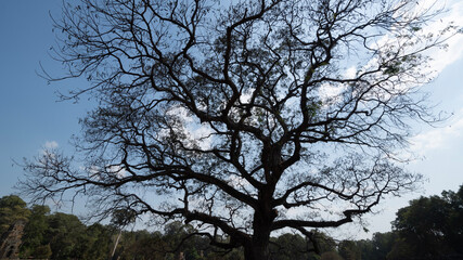 tree in the sky