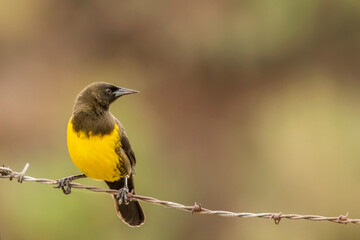 Primer plano de un hermoso pájaro de pecho amarillo, posado sobre un alambre de púas y mirando a la derecha de la foto.