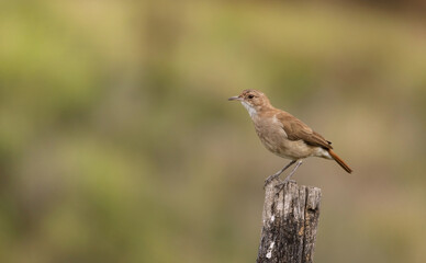 Hermoso pájaro (Furnarius rufus) de pie sobre un poste y mirando hacia adelante. Fondo desenfocado con vegetación.