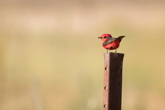 Peque&ntilde;o y lindo pajarito rojo parado de espaldas sobre un poste de hierro, mirando a la izquierda. Fondo borroso.