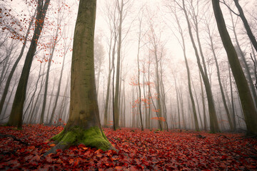 Sachsenwald bei Nebel