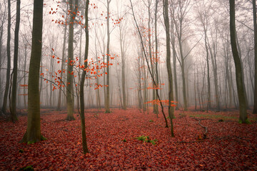 Sachsenwald bei Nebel