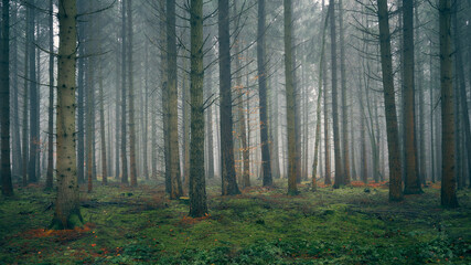 Sachsenwald bei Nebel