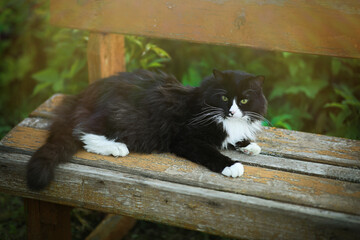 Fototapeta premium Village black cat with white spots resting on an old bench