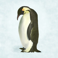 Naklejka na ściany i meble emperor penguin illustration, penguin clip art
