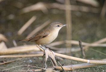 Various great reed warbler (Acrocephalus arundinaceus) in winter plumage photographed very close-up on reed branches and ground