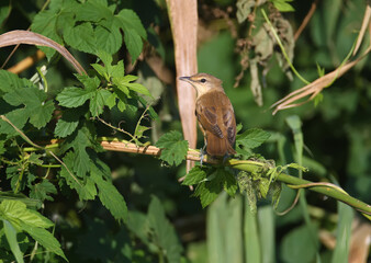 Various great reed warbler (Acrocephalus arundinaceus) in winter plumage photographed very close-up on reed branches and ground