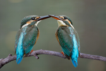 Pair of common kingfisher living together on same branch over fine green background aside river bank
