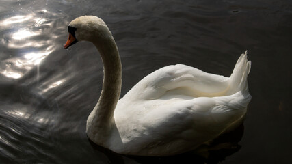 Graceful white swan with red beak floating in water