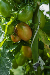 Natural tomatoes in the greenhouse. Growing farm organic products. Agriculture and harvesting. Cultivated healthy eating. Green tomatoes. Vertical shot.