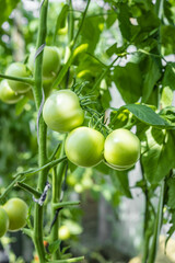 Natural tomatoes in the greenhouse. Growing farm organic products. Agriculture and harvesting. Cultivated healthy eating. Green tomatoes. Vertical shot.
