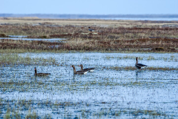 Greater White-fronted Geese (Anser albifrons) in Barents Sea coastal area, Russia