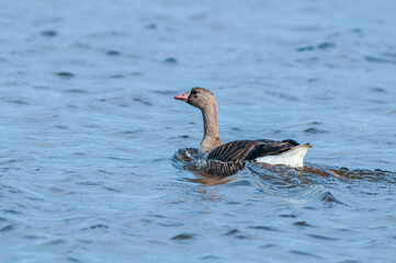Greater White-fronted Goose (Anser albifrons) in Barents Sea coastal area, Russia