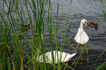 Graceful white swans and brown ducks floating in the water