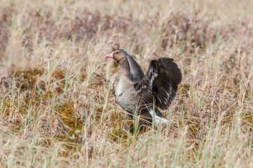 Greater White-fronted Goose (Anser albifrons) in Barents Sea coastal area, Russia