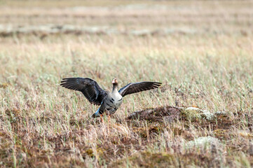 Greater White-fronted Goose (Anser albifrons) in Barents Sea coastal area, Russia