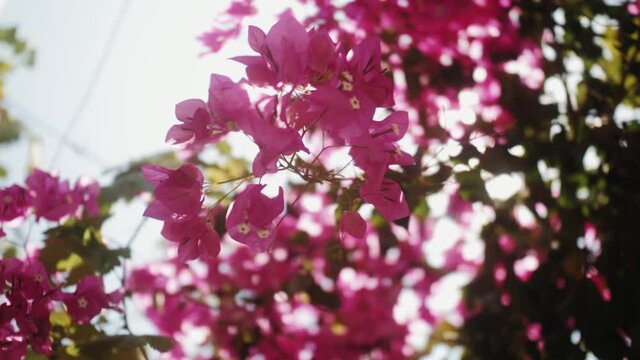 Blooming tree close up, pink flowers swaying in wind, sun light day. Concept of nature, flowers, biology, fauna, environment, ecosystem.