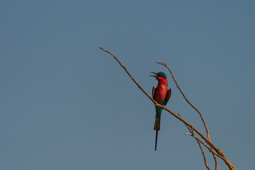 Southern Carmine bee-eater siting in a tree
