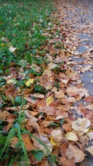 Autumn leaf fall. A lot of yellow, red, maroon leaves are lying on the ground.