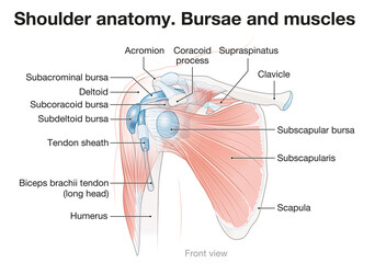 Shoulder anatomy. Bursae and muscles. Vector illustration - obrazy, fototapety, plakaty