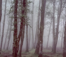 Foggy woods with beautiful light