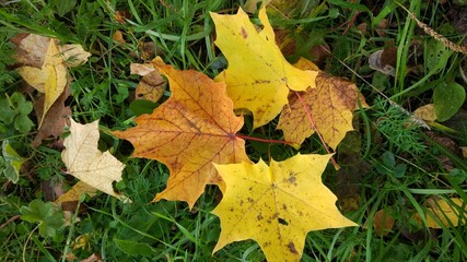 Autumn leaf fall. A lot of yellow, red, maroon leaves are lying on the ground.