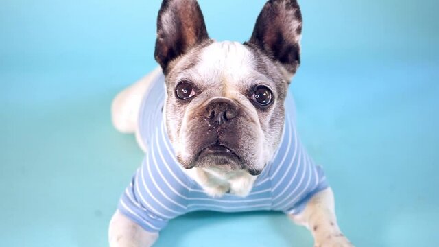 French bulldog with striped sweater lying on a blue background.