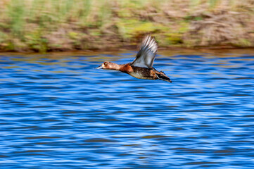Greater Scaup (Aythya marila) female in Barents Sea coastal area, Russia