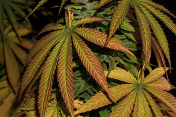 Yellow and violet marijuana leaves, autumn colors near their harvest. selected blur.