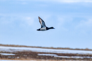 Greater Scaup (Aythya marila) male in Barents Sea coastal area, Russia