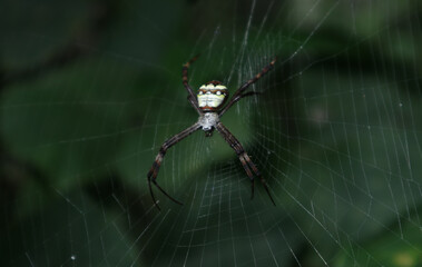 Close up of a spider with white stripes on abdomen with the spider's web in the wild