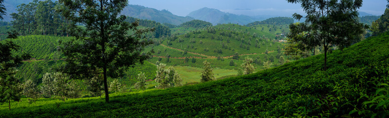 Panoramic beautiful tea plantations in hills near Munnar, Kerala, India.