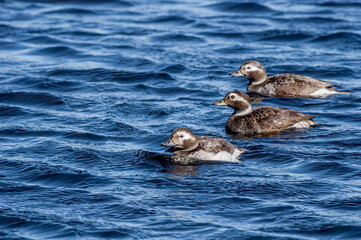 Long-tailed Ducks (Clangula hyemalis) in Barents Sea coastal area, Russia