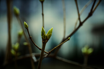 The birth of tree leaves