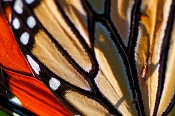 Obraz premium Closeup View of a Monarch Butterfly
