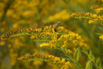 Honeybee pollenating goldenrod, beautiful background