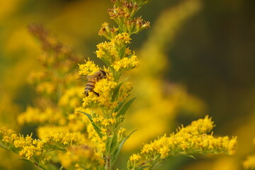 Honeybee pollenating goldenrod, beautiful background