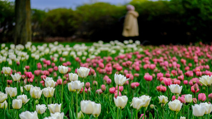 garden of tulip flowers