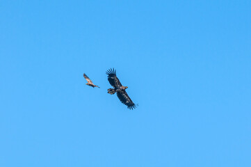White-tailed Eagles (Haliaeetus albicilla) in Barents Sea coastal area, Russia