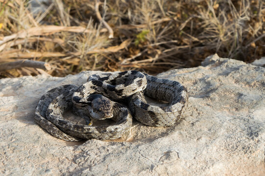 A European Cat Snake, or Soosan Snake, Telescopus fallax, curled up and staring on a limestone rock, wild reptile in the countryside of Malta.