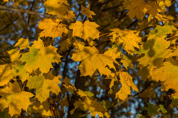 maple tree autumn yellow leafs natural photo